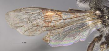 Media type: image;   Entomology 17219 Aspect: wing